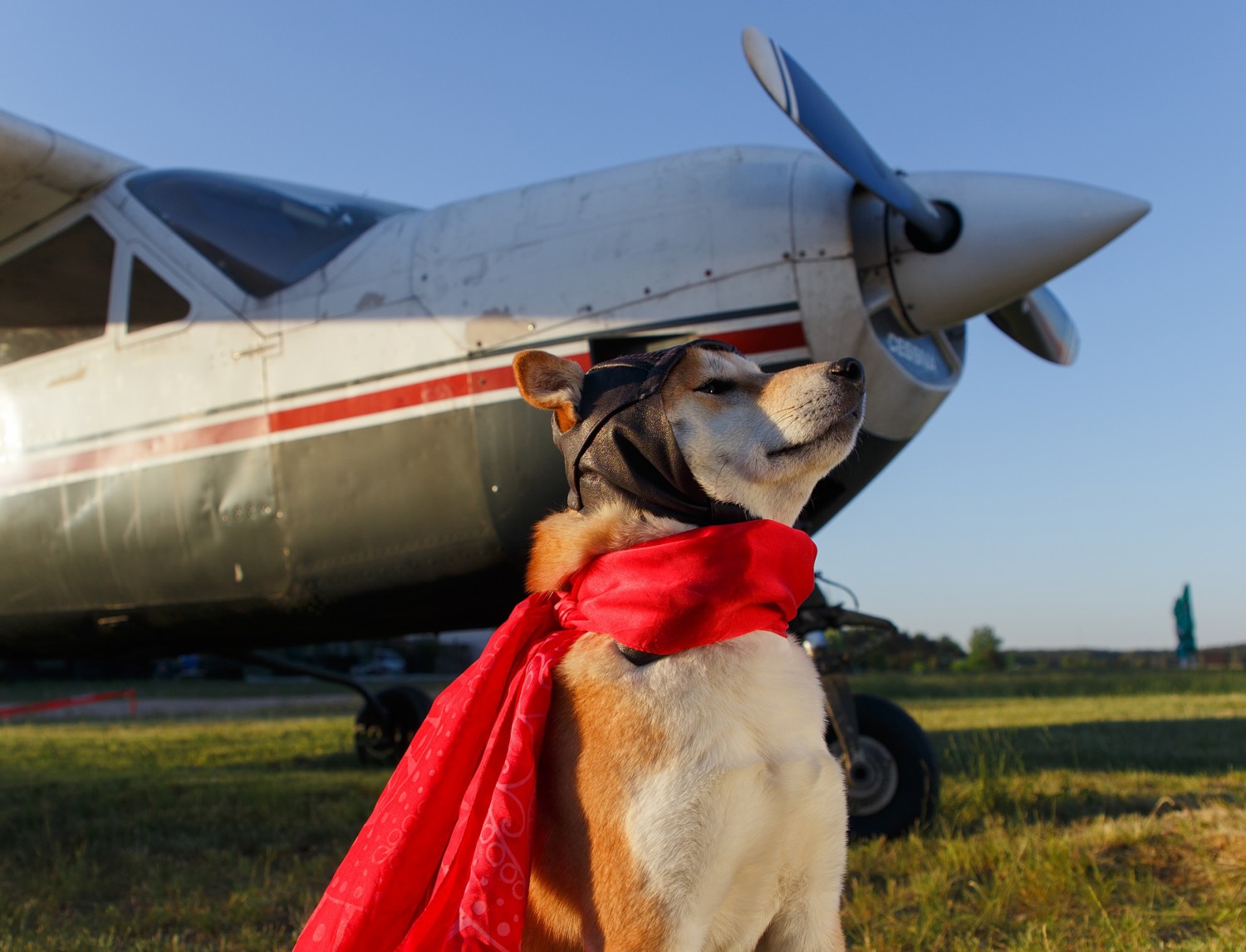 Dog standing in front of airplane