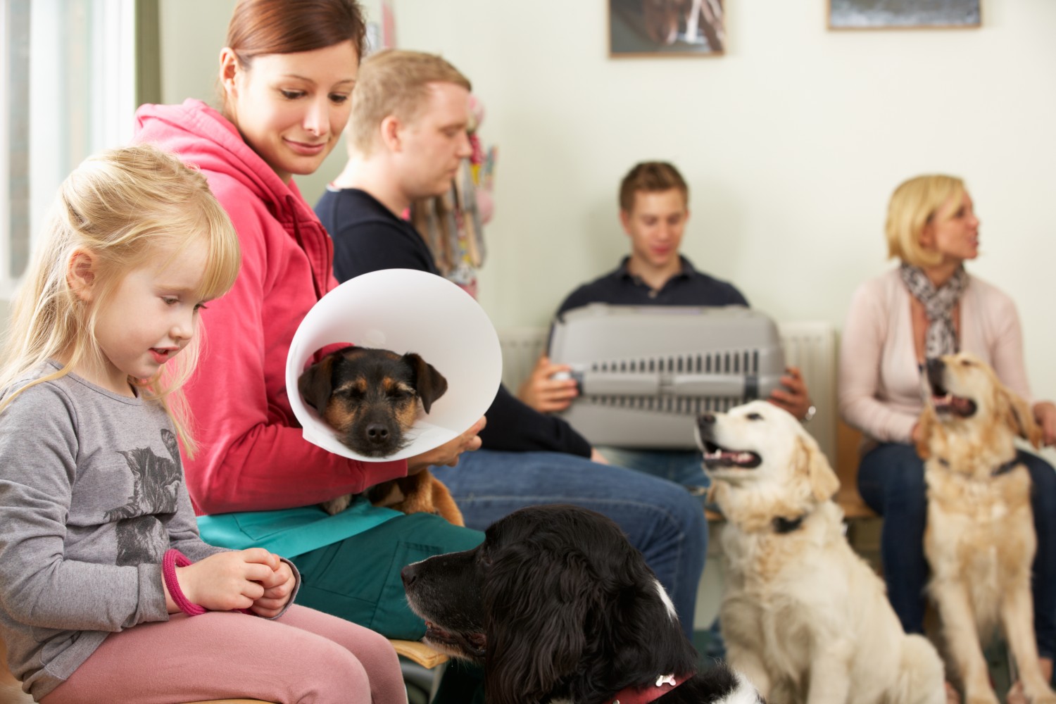 Clients Sitting in Waiting Room - Dog with Cone around Neck
