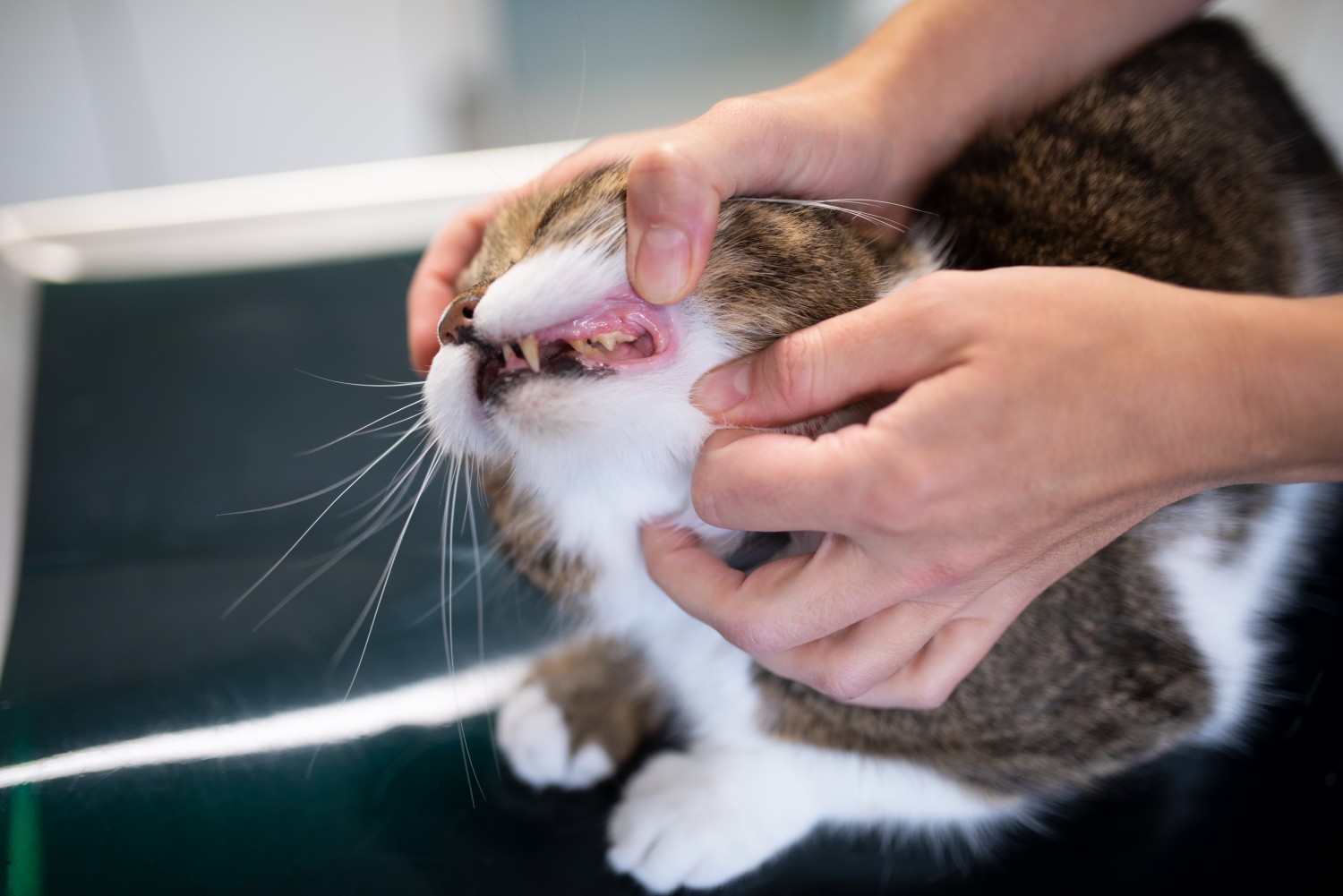 Veterinary Staff Examining Feline Teeth