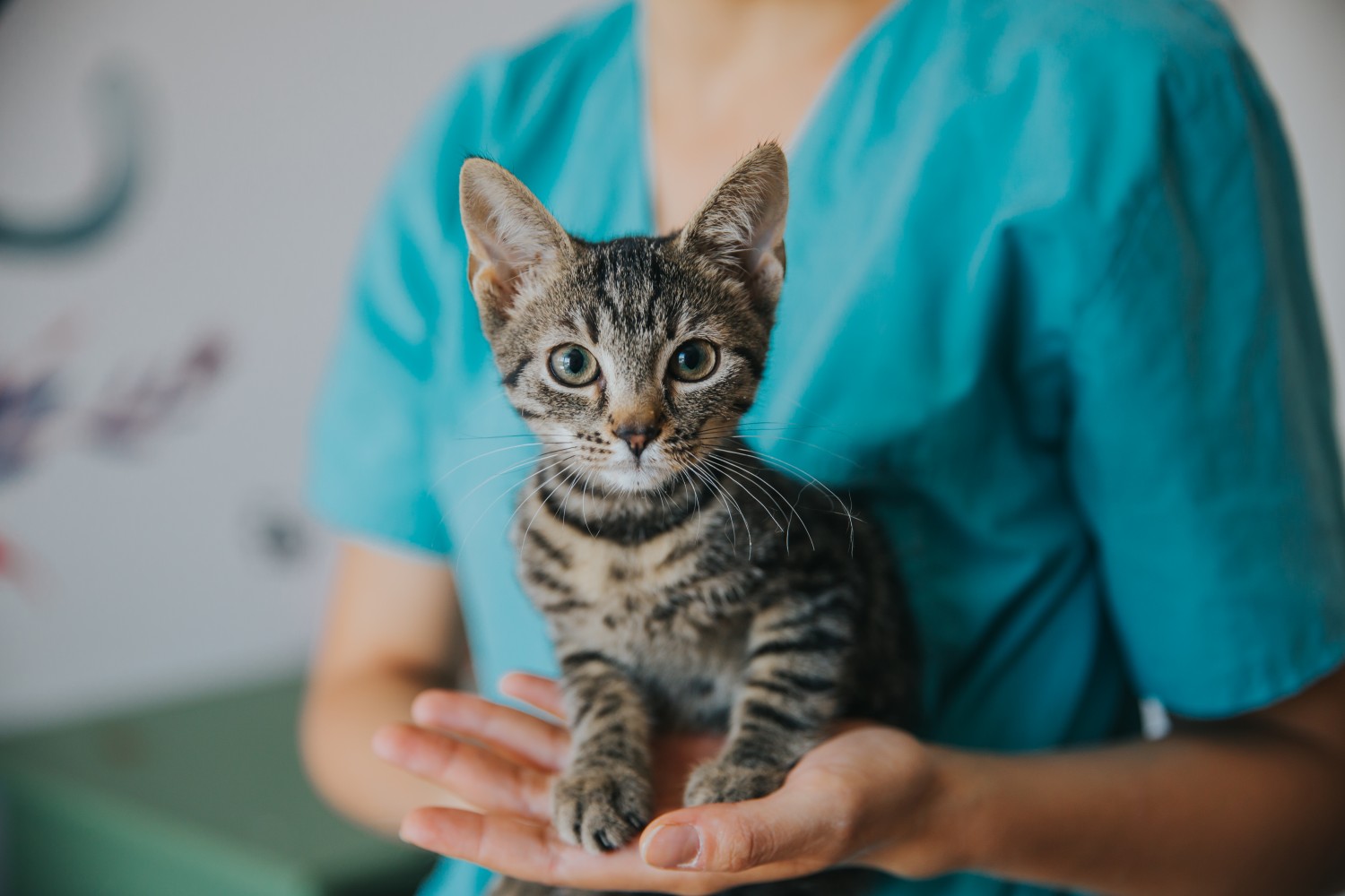 Veterinary Staff Holding Cat