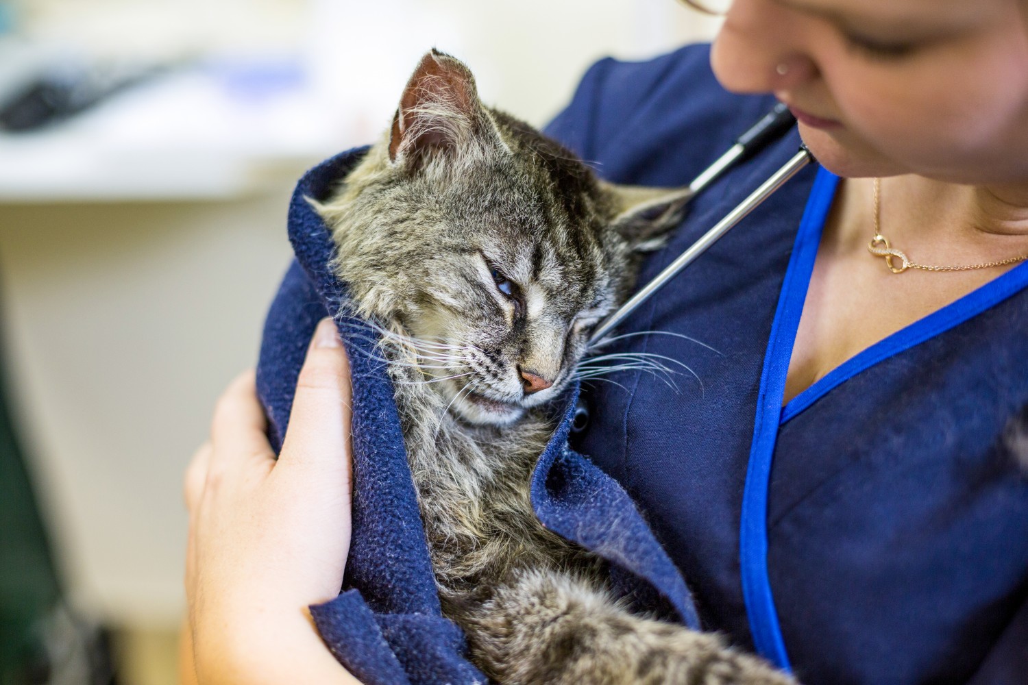 Staff member holding a sick cat