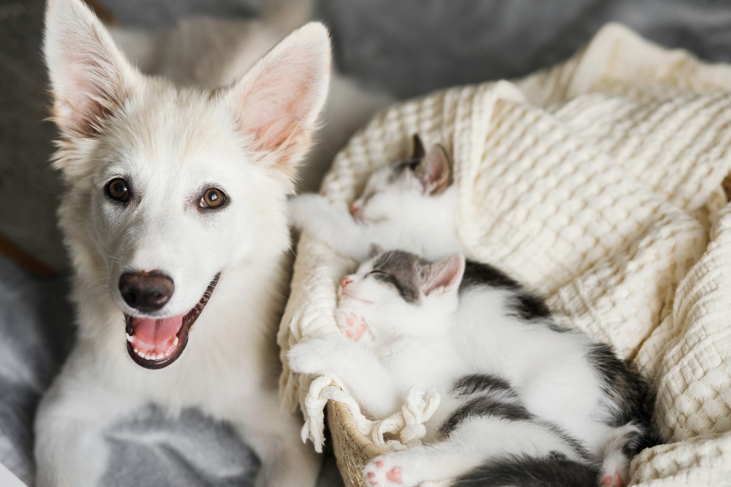 Image of a puppy and kittens