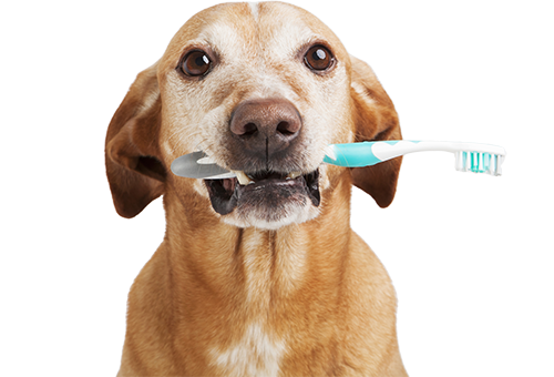 February is Dental Health Month - Dog with Toothbrush in Mouth